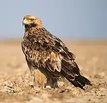 Image 68The Eastern Imperial Eagle is the national animal of Egypt. (from Egypt)