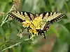 Eastern tiger swallowtail