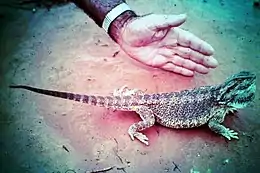 Eastern bearded dragon. Near Bourke, NSW.