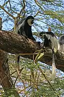 C. g. matschiei with juvenileAt the Lake Naivasha in Kenya