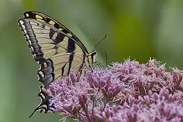 Eastern tiger swallowtail