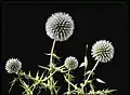 Echinops sphaerocephalus in Setif, Algeria