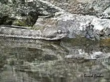 Echis omanensis from Wadi Wurrayah