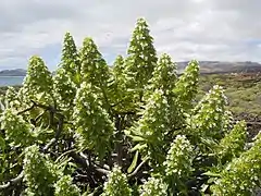 Echium decaisnei [fr]