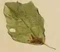 Mined leaf of Populus tremula