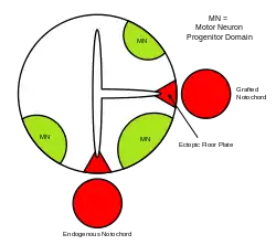 Depiction of the formation of an ectopic floor plate within the neural tube in the presence of a second notochord