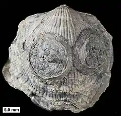 Edrioasteroid, possibly Krama or Agelacrinites, with dissociated ambulacral plates