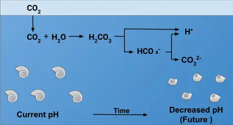 Shells of pteropods dissolve in increasingly acidic conditions caused by increased amounts of atmospheric CO2