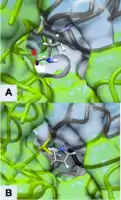 Figure 3 Active Site of ODC Formed by Homodimerization (Green and White Surface Structures) (A) Ornithine in the Active Site of ODC, Cys-360 highlighted in yellow (B) Product of Eflornithine Decarboxylation bound to Cys 360 (highlighted in yellow). The pyrroline ring blocks ornithine from entering the active site