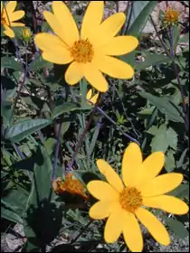 Eggert's sunflower (Helianthus eggertii)