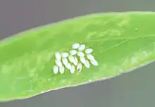 Eggs of small salmon Arab on Salvadora persica, United Arab Emirates