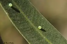 Eggs of oleander hawk moth in United Arab Emirates