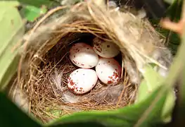 View from above showing eggs