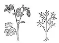 Figure examples. Left - true to nature: Egilops (Chapt. 162). Right - not true to nature: Cassia lignea (Chapt. 126)