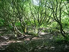 The old curling ponds off Weirstone Drive