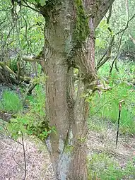 An inosculated tree