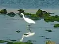 Little egret (Egretta garzetta)