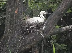 Egg incubation in nest