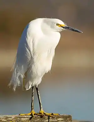 Garza blanca(Egretta thula)