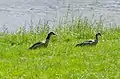 Male (left) herding one of his females (right)