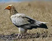 Egyptian vultureNeophron percnopterus