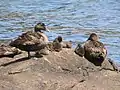 Small eider creche: three adult females over six ducklings at Biddeford Pool, ME.