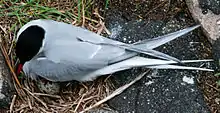 One tern nesting with an egg in Schleswig-Holstein, Germany