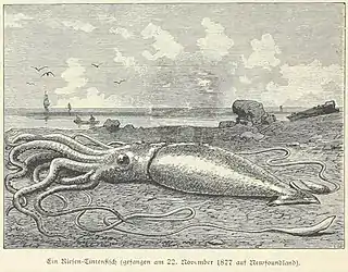 ?#44 (21/11/1877)Giant squid beached on the Newfoundland coast, apparently on 22 November 1877 (Heydebrand und der Lasa, 1887:72, fig.; closest is #44 from 21 November, from Smith's Sound). Two figures standing over the specimen, which are present in the original, have been removed in this version. Note the similarity to this illustration of the Catalina specimen.