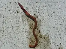 Reddish brown worm with banded segments