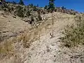 Beds of unconsolidated El Cajete Pumice in western Bandelier National Monument