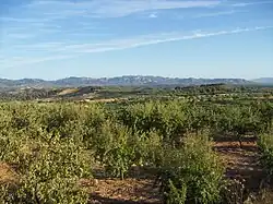 Cultivated fields near El Molar