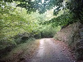 Beech forest in the National Park area