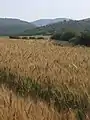 Elah valley in Spring, with ripening grain