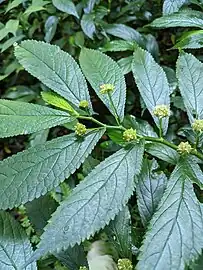 Foliage and flowers