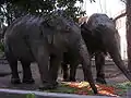 Indian elephants