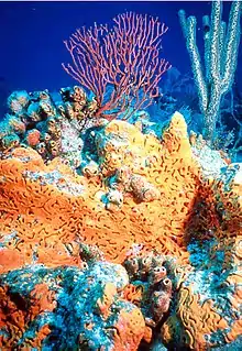 Image 6Non-bilaterians include sponges (centre) and corals (background). (from Animal)