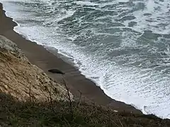 An elephant seal on the beach