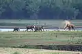 Elephant family on the Kabini river bank