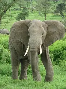 African bush elephantLoxodonta africana