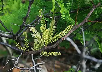 Inflorescences