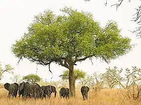 Image 3Elephants in Waza National Park (from Cameroon)