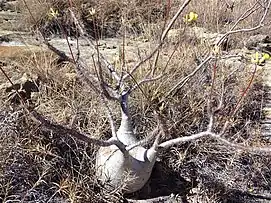 Elephants foot plant at Isalo National Park