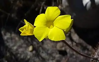 Elephants foot flower at Isalo National Park