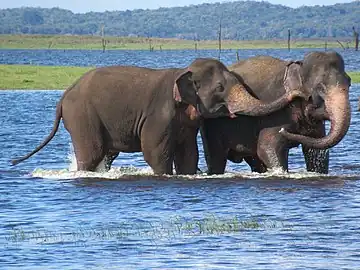 Elephants in Kaudulla Wewa at Kaudulla National Park