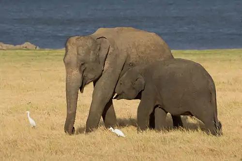 Image 23The Sri Lankan elephant is one of three recognised subspecies of the Asian elephant. The 2011 elephant census estimated a population of 5,879. (from Sri Lanka)