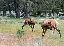 Photograph of a Rocky Mountain elk