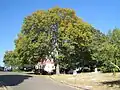 September elm in October, Elmwood Cemetery, Memphis, Tennessee (2010)