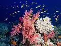 Soft corals and Anthias at Elphinstone Reef