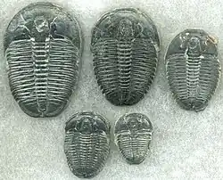 Image 2Trilobites first appeared during the Cambrian period and were among the most widespread and diverse groups of Paleozoic organisms. (from History of Earth)