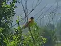 Breeding male, Belo Polje, Serbia